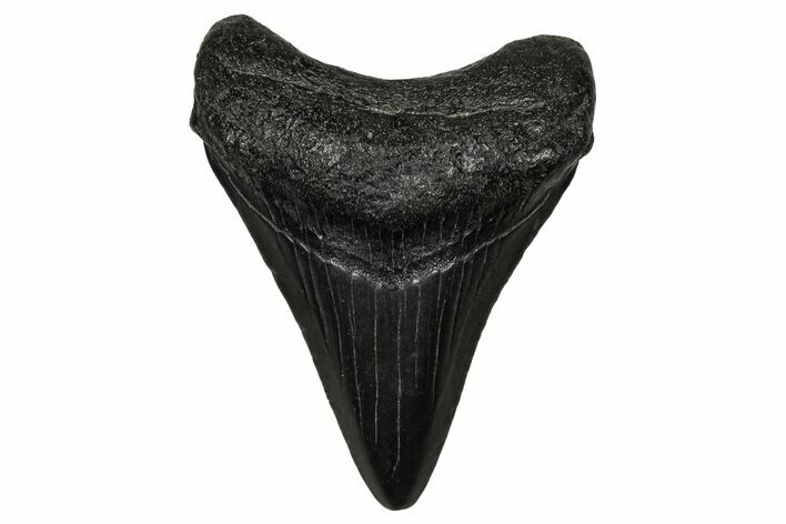 Juvenile Megalodon Tooth - South Carolina #340411